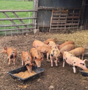 11 Small spotted piglets eat from food trough in a pen with hay
