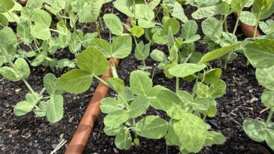 Picture of green plants in soil with a hose running through the plants.