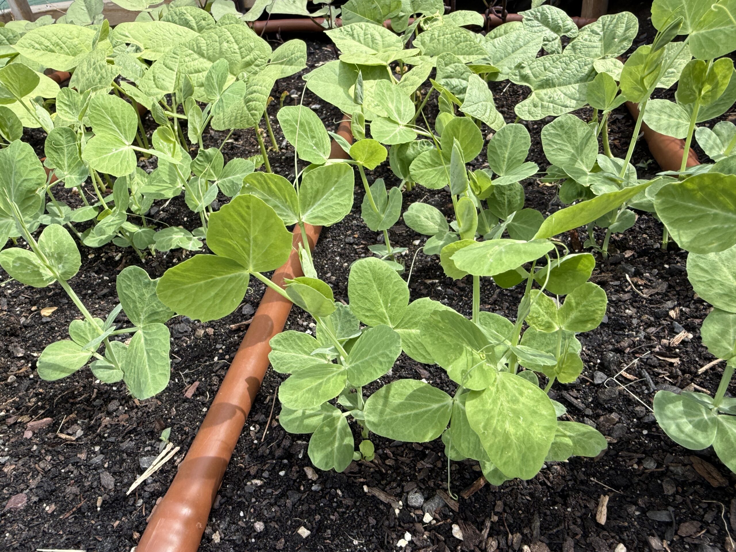 Picture of green plants in soil with a hose running through the plants.