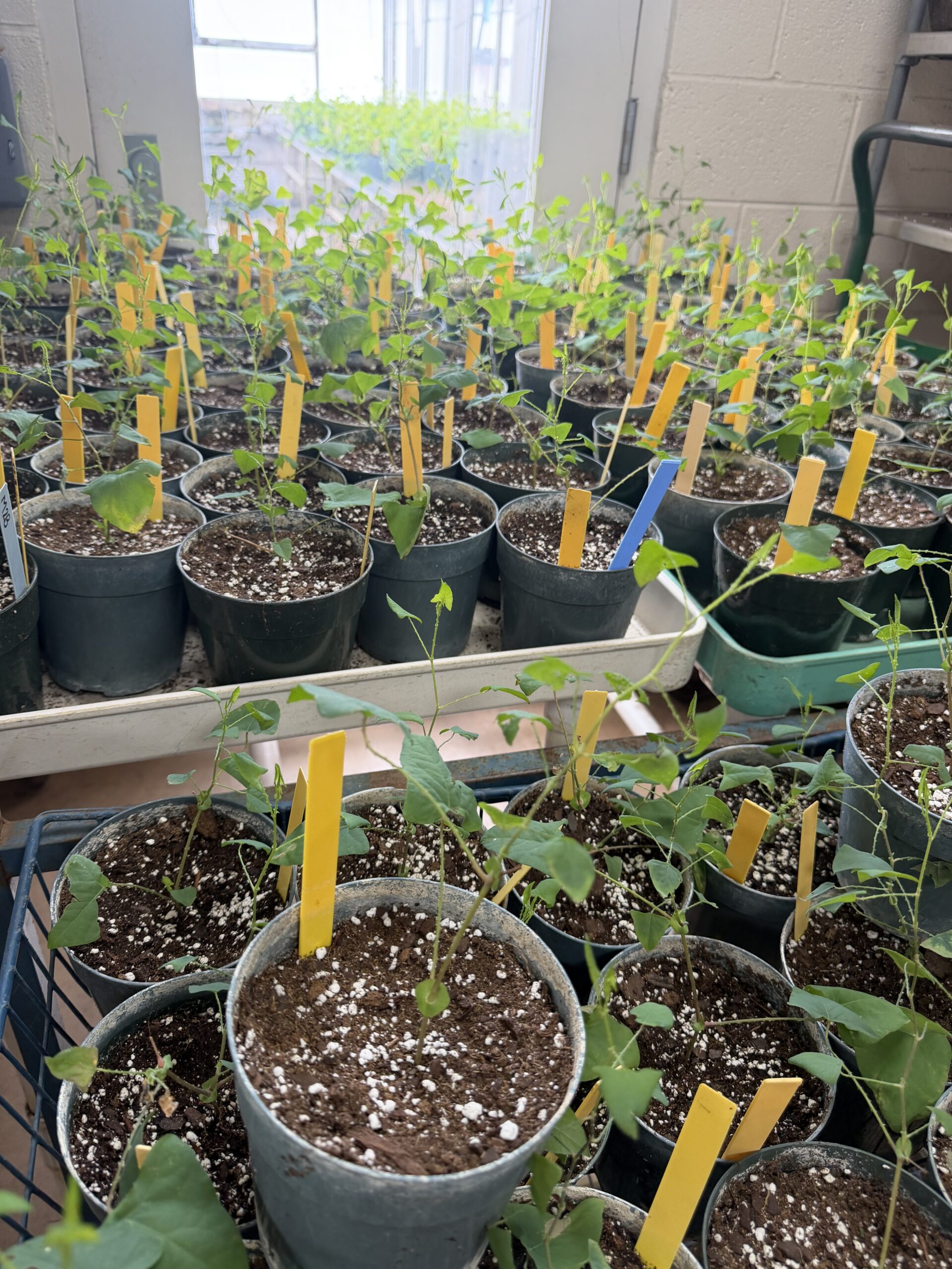 Containers filled with potted plants with yellow labels inside.