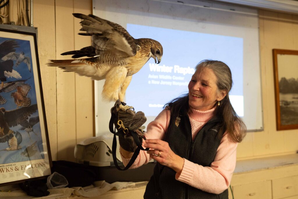 A smiling woman holds a red-tailed hawk with it's wings in the air - like it has just landed